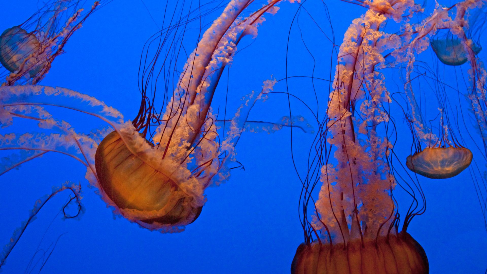 Jellyfish in motion at the Monterey Bay Aquarium