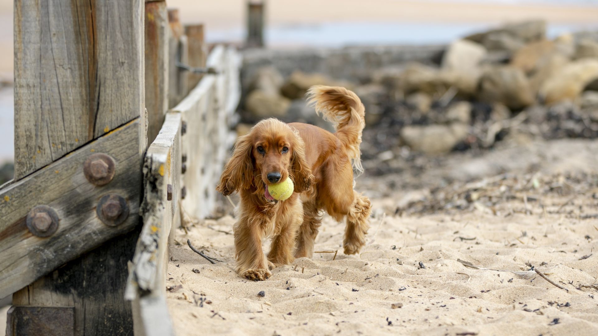 A Dog Walking On A Beach